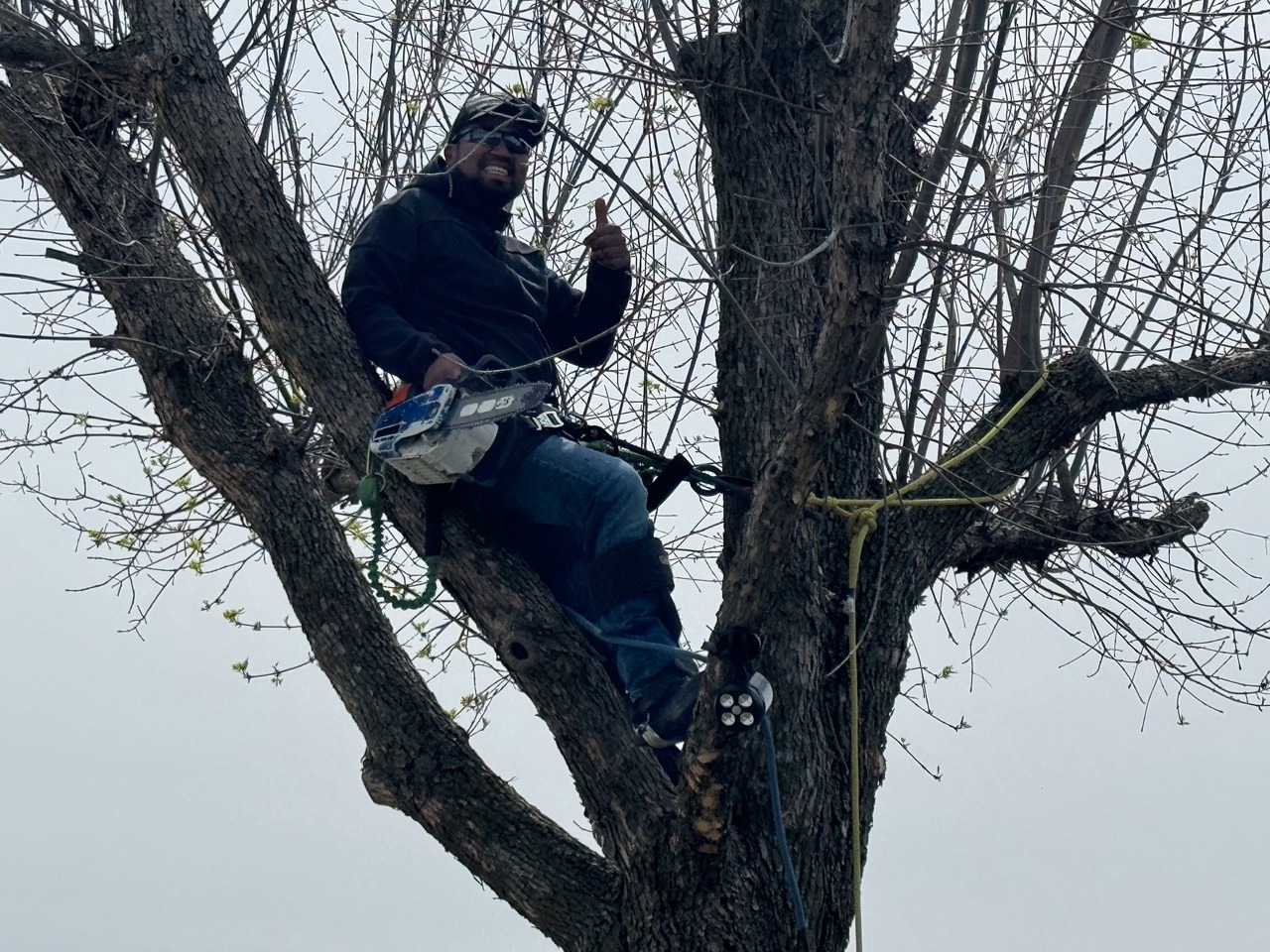 Big Richard Tree Service Work