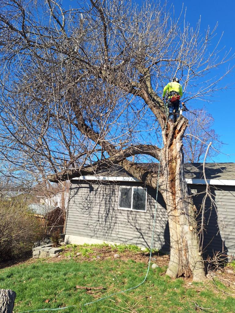 Tree Cutting Service